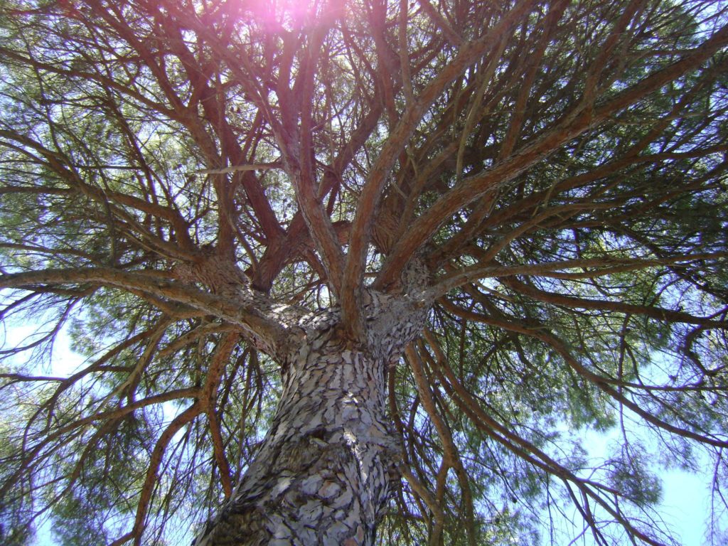 Example of evergreen tree in Corfu - Greece