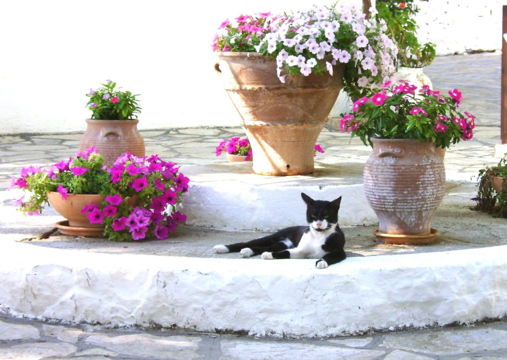 Cat and flowers