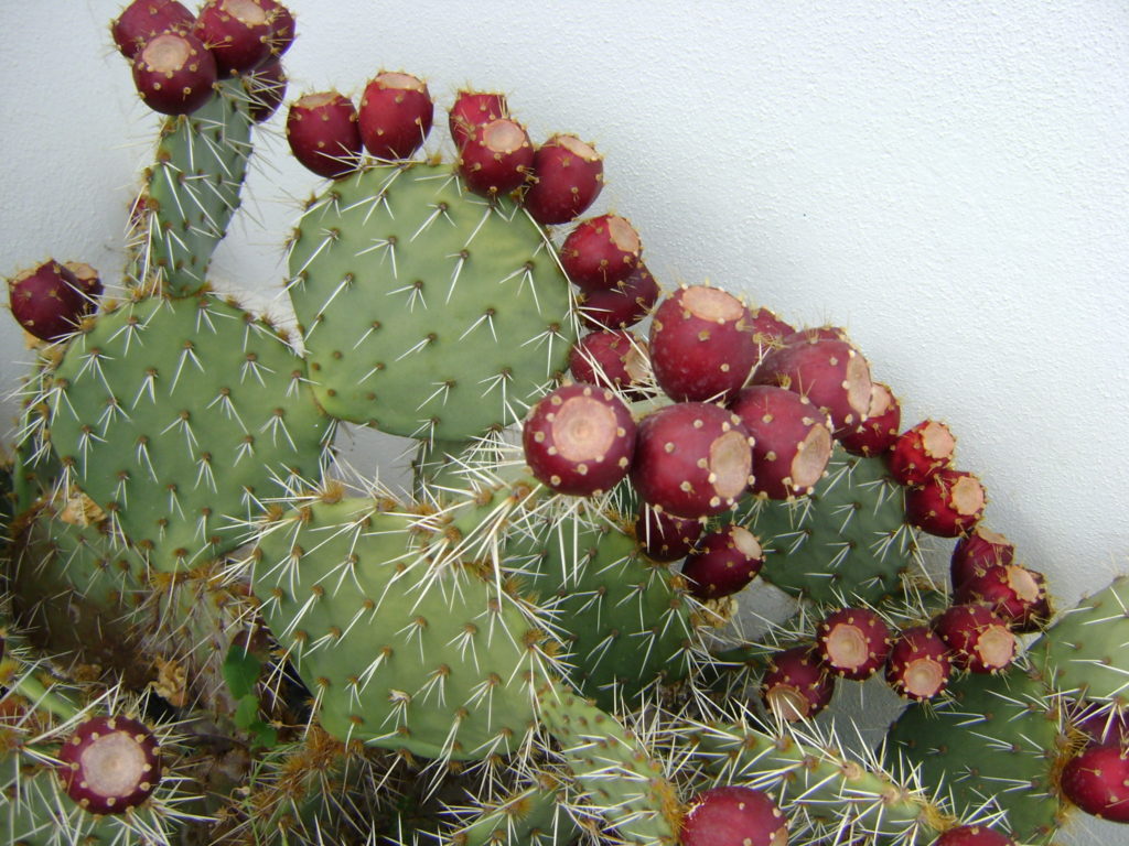 Prickly pear - alien species in Spain