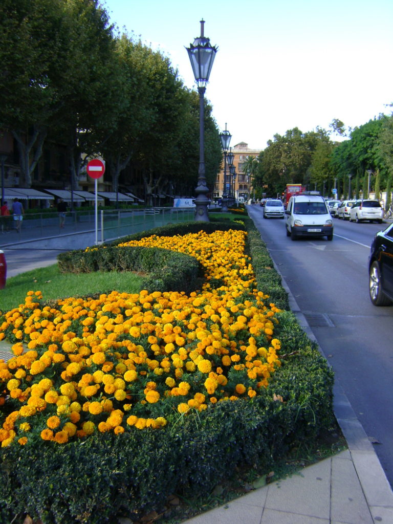 Marigold and Plane trees in Palma de Mallorca