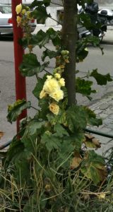 Landscapers in Belgium obviously like it - Alcea in the streets of Brussels