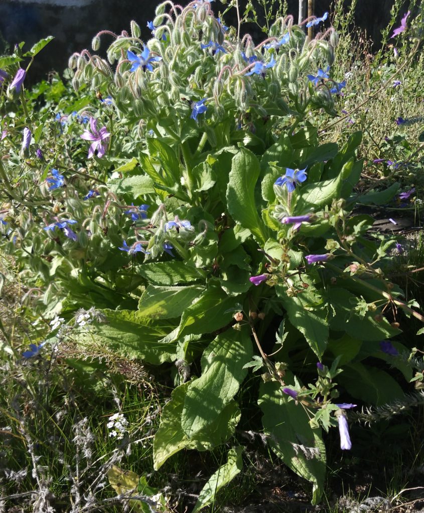 Typical Meditarrenian plant - Borage