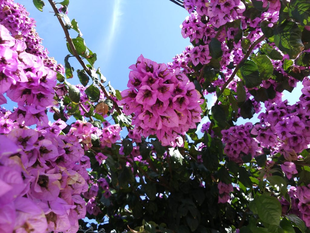 Woody vine native to south american continent