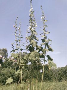 Alcea near river Danube, Vojvodina, Serbia, in a sunny place