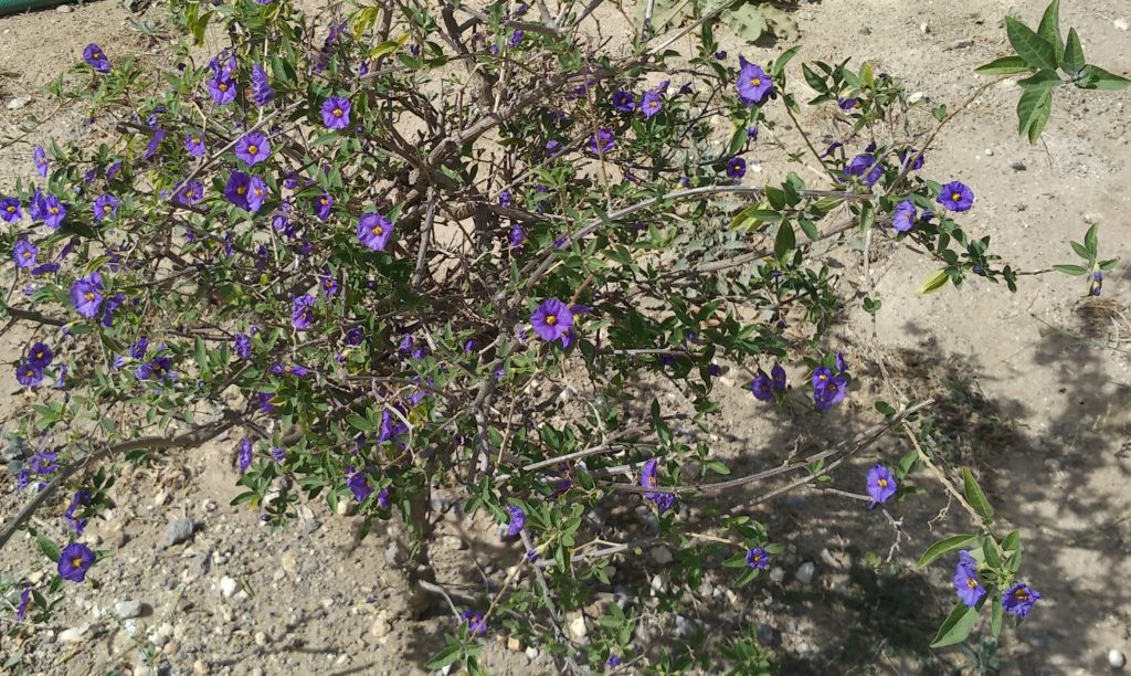 A Potato Bush plant - Lycianthes rantonnetii