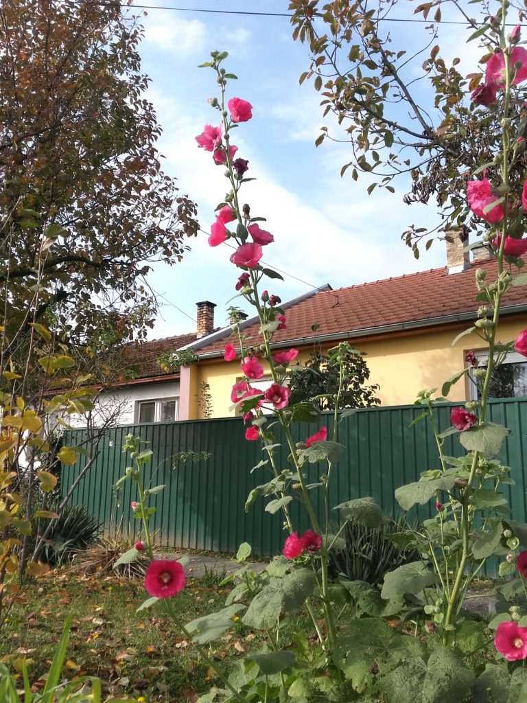 2 meter tall Alcea