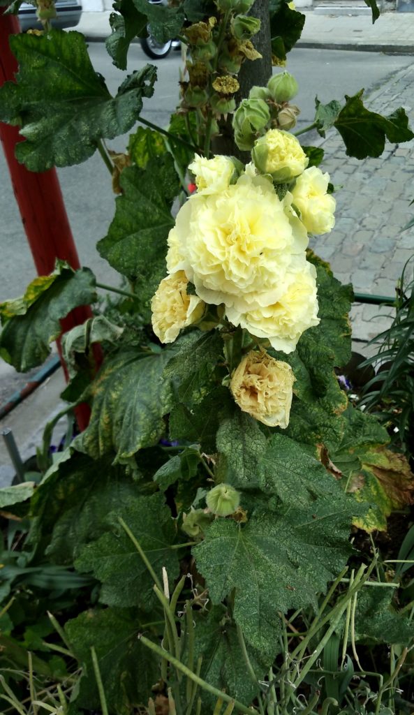 Planted closely to a tree, a close up of a yellow blooming Alcea in July