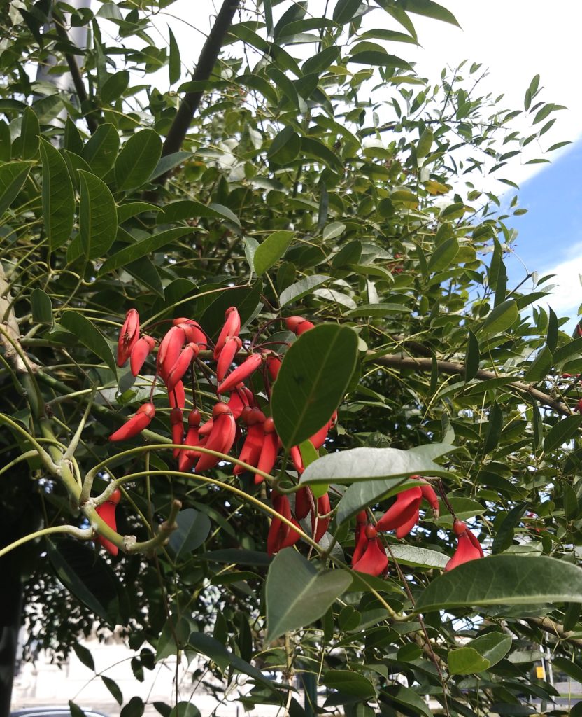 In Lisboa, Markes de Pombal: corticeira in Portuguese is a legume tree