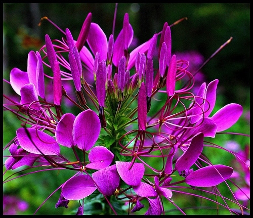 Cleome spinosa - Spider flower