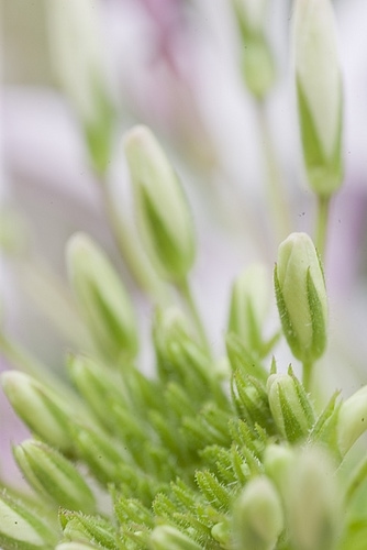 Cleome grrowing and budding