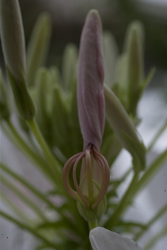 Cleome flower bud
