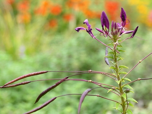 Cleome ready to re-seed