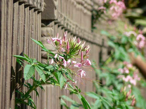 Cleome species have palmate leaves