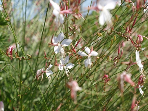 Gaura photo