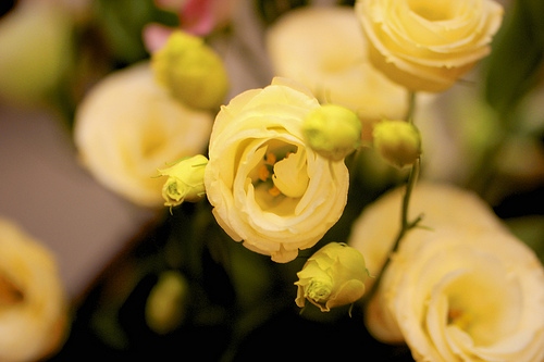 lisianthus photo