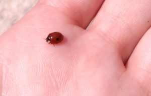 2-dotted lady beetle