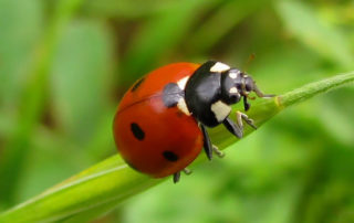 Coccinella septempunctata - Lady Beetle.