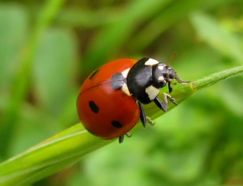 Useful predator: Her Majesty – Lady beetle