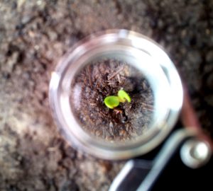 a new life emerged from the soil