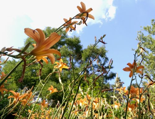 A must have summer plant: Hemerocallis-Daylily