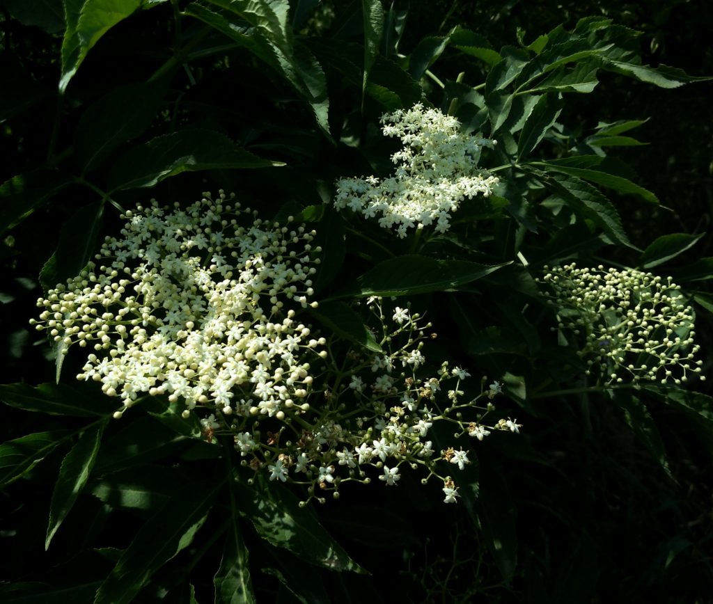 Elderberry flower clusters