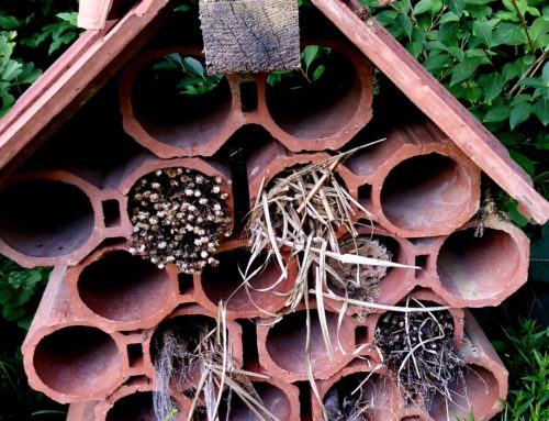 Raise local biodiversity – make an insect hotel