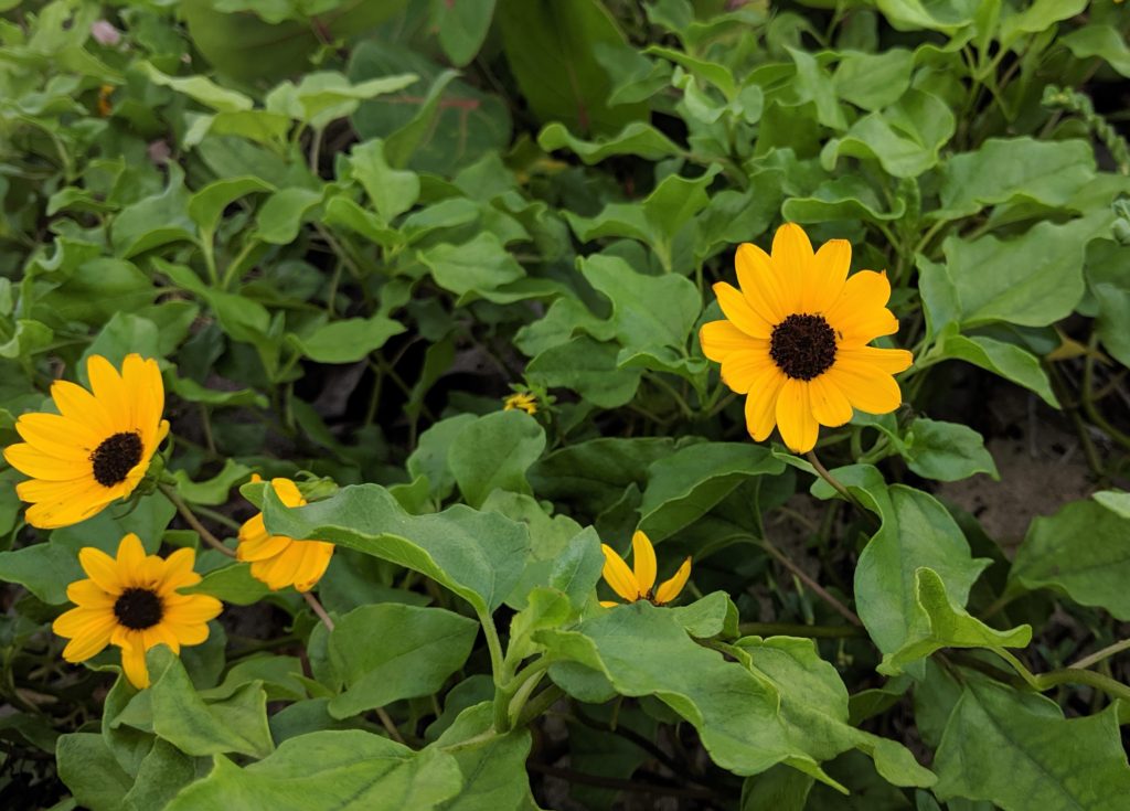 East Coast dune sunflower