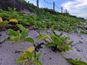 Railroad Vine will tie up sand with its roots