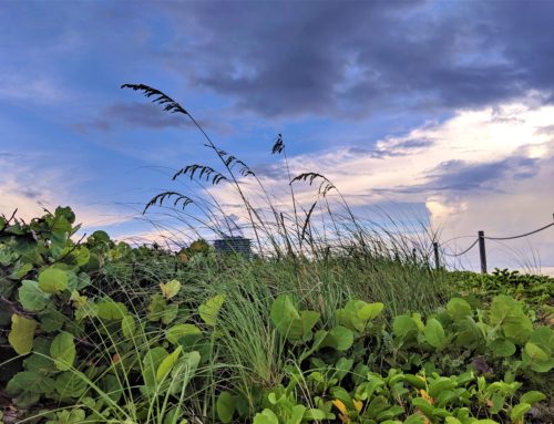 Miami Beach silent heroes: coastal dunes